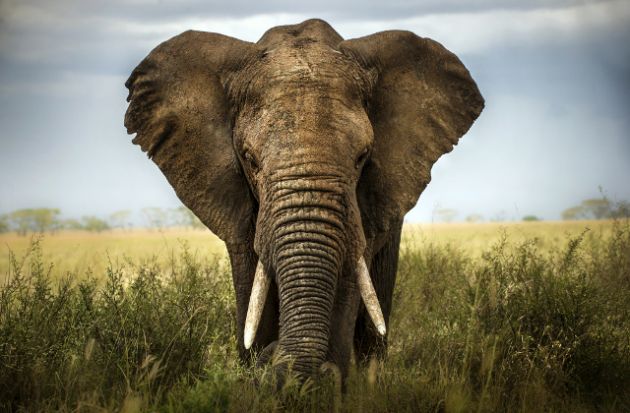 wildlife-holiday